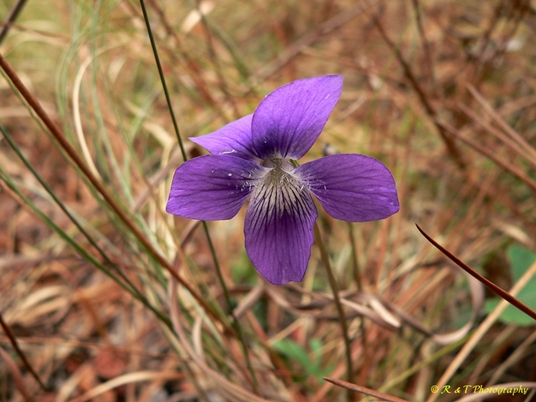 {Viola septemloba}